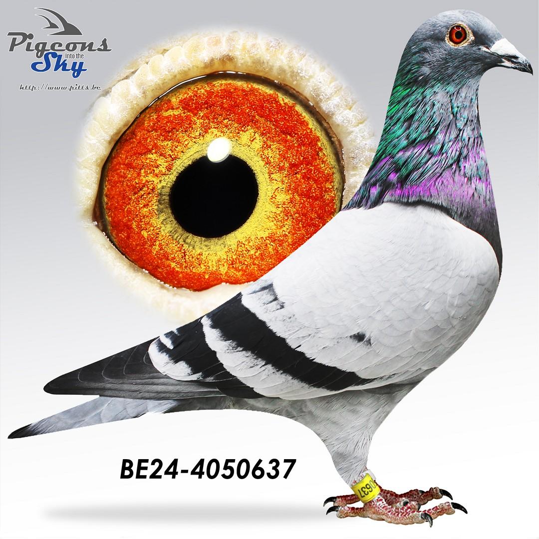 BE24-4050637