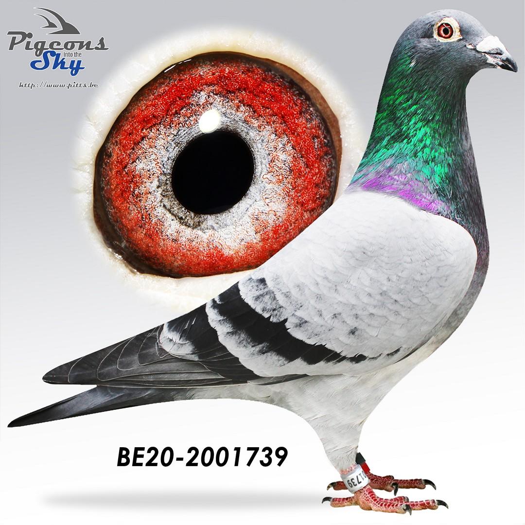 BE20-2001739