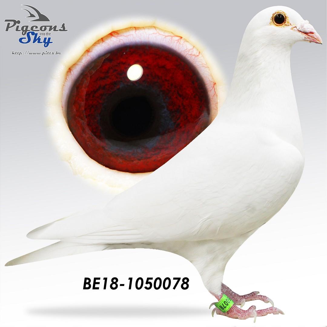BE18-1050078