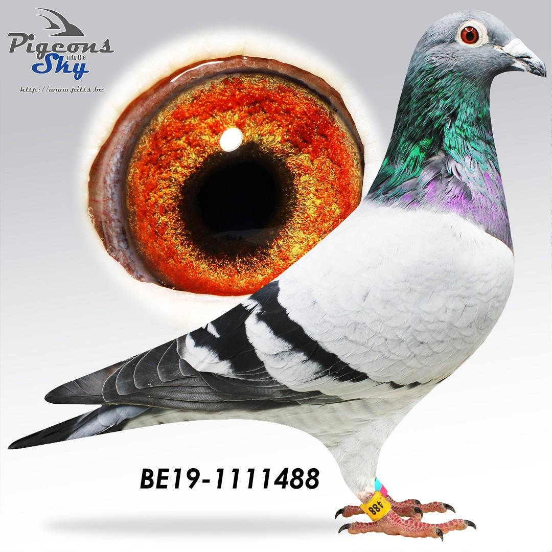 BE19-1111488