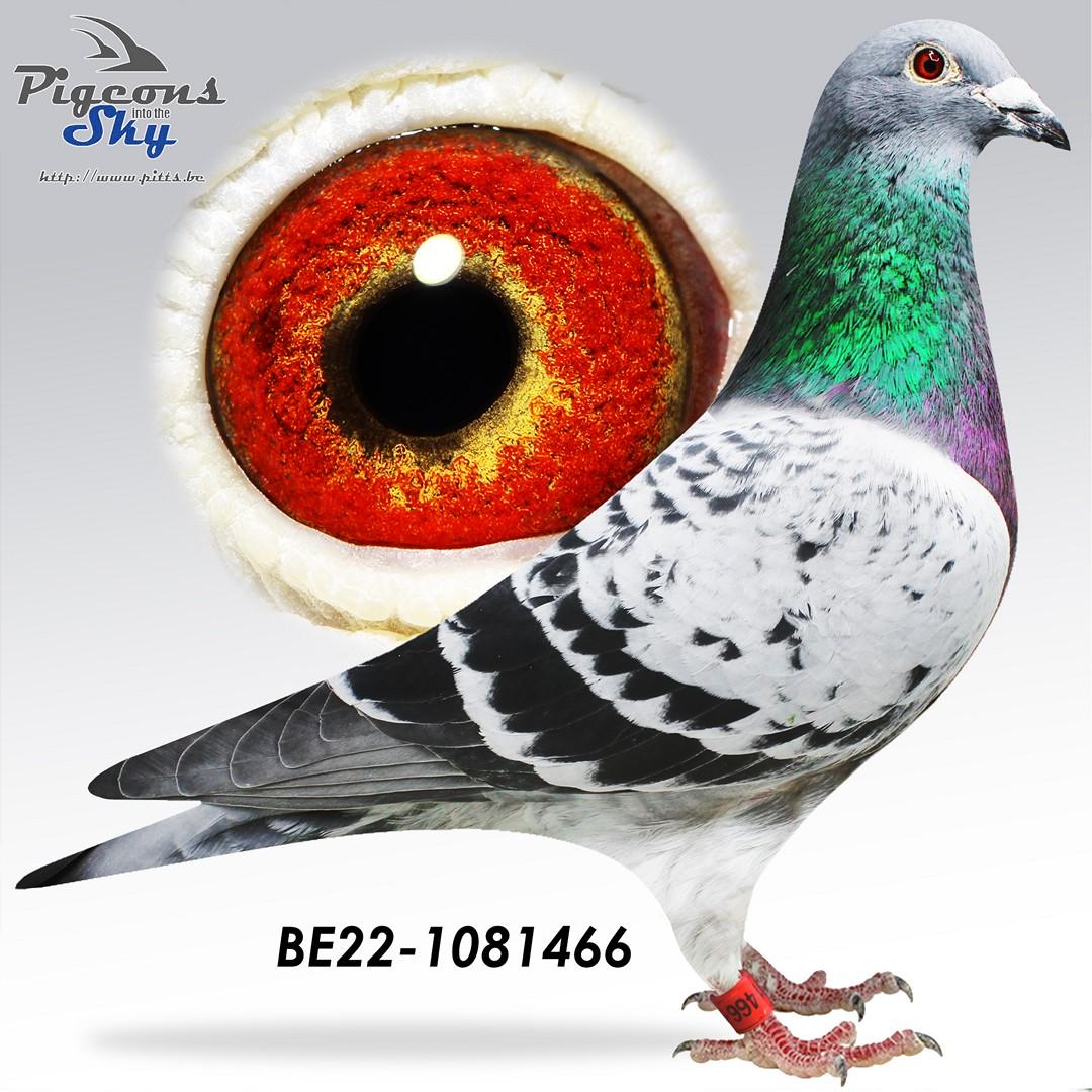 BE22-1081466
