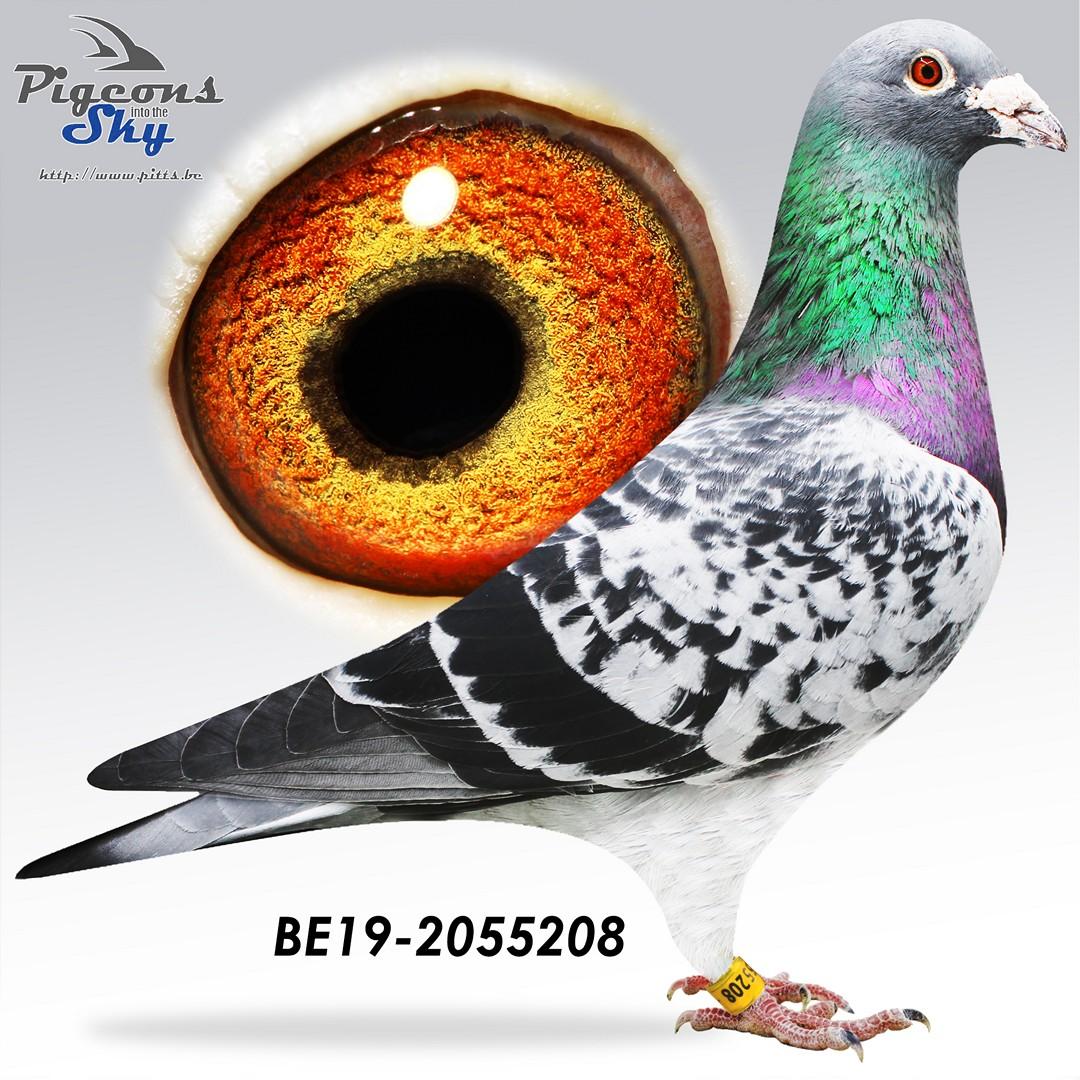 BE19-2055208