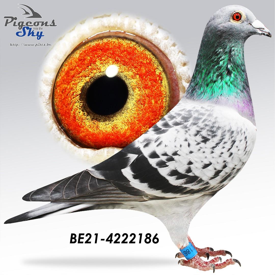 BE21-4222186