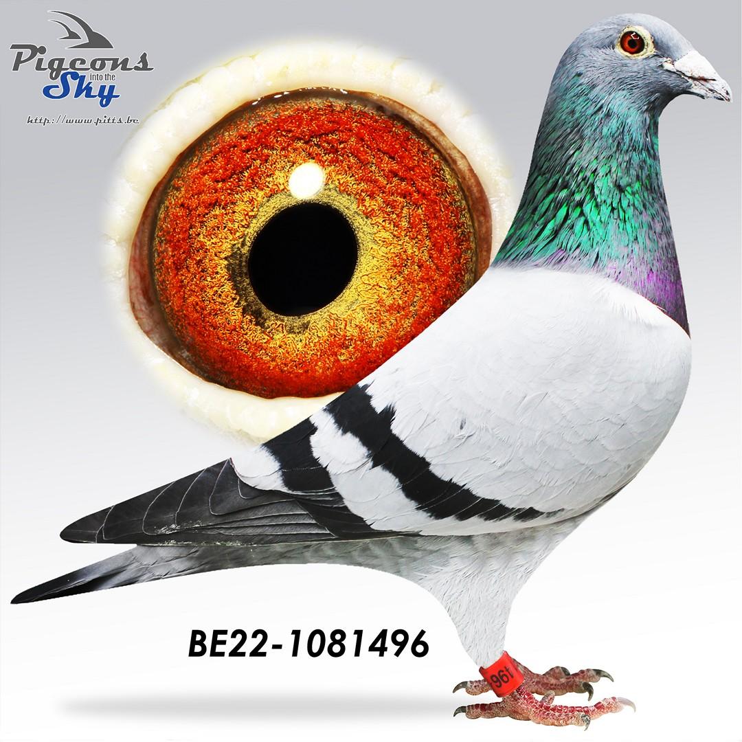 BE22-1081496