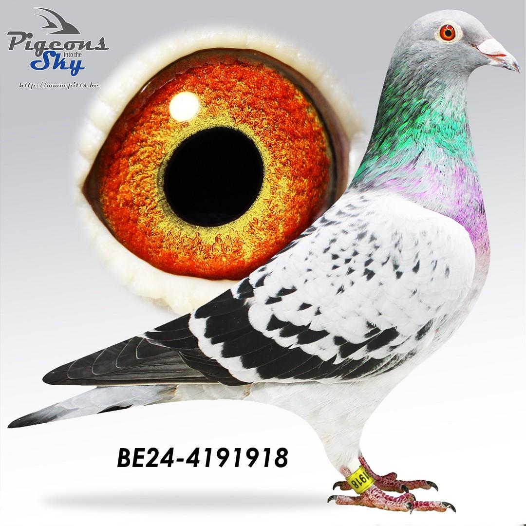BE24-4191918