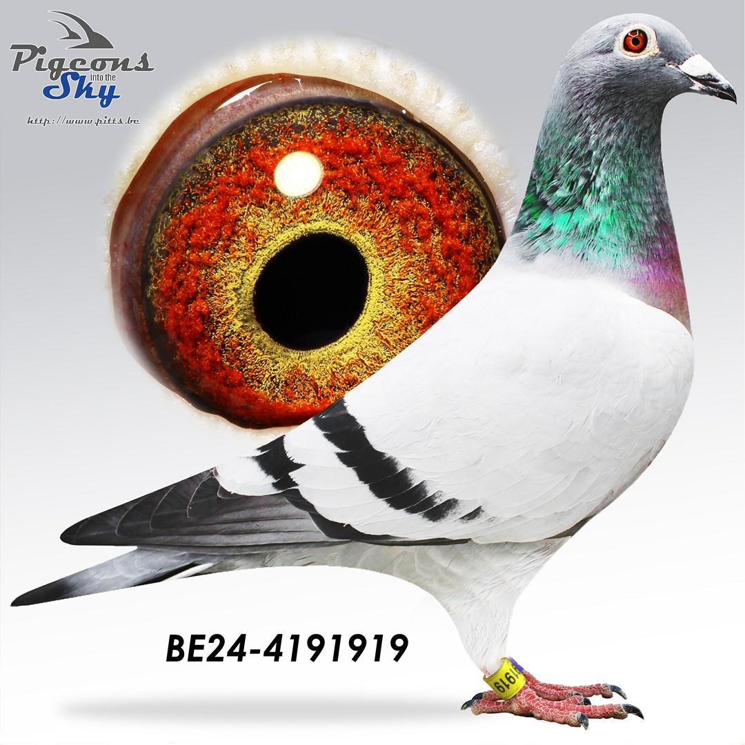 BE24-4191919
