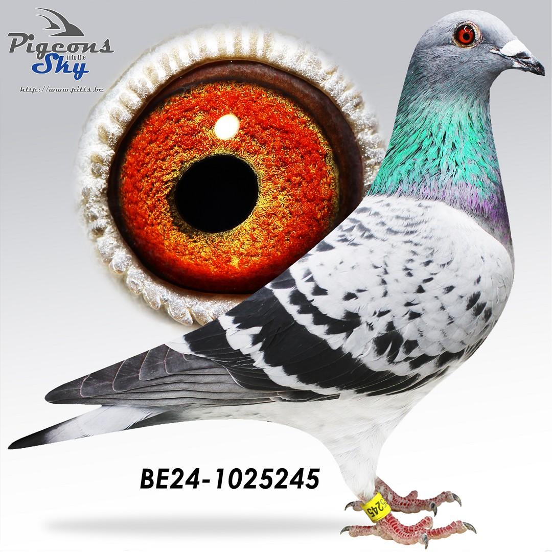 BE24-1025245