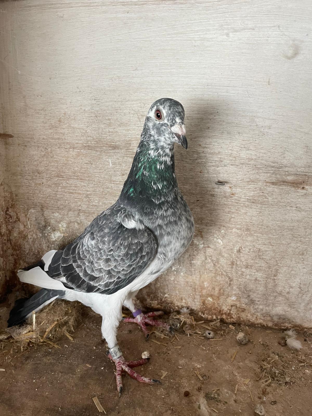 HAESAERT JAN - FOTO DUIF - 25-4085959