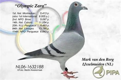 foto duif 06-1632188 Olympic Zara