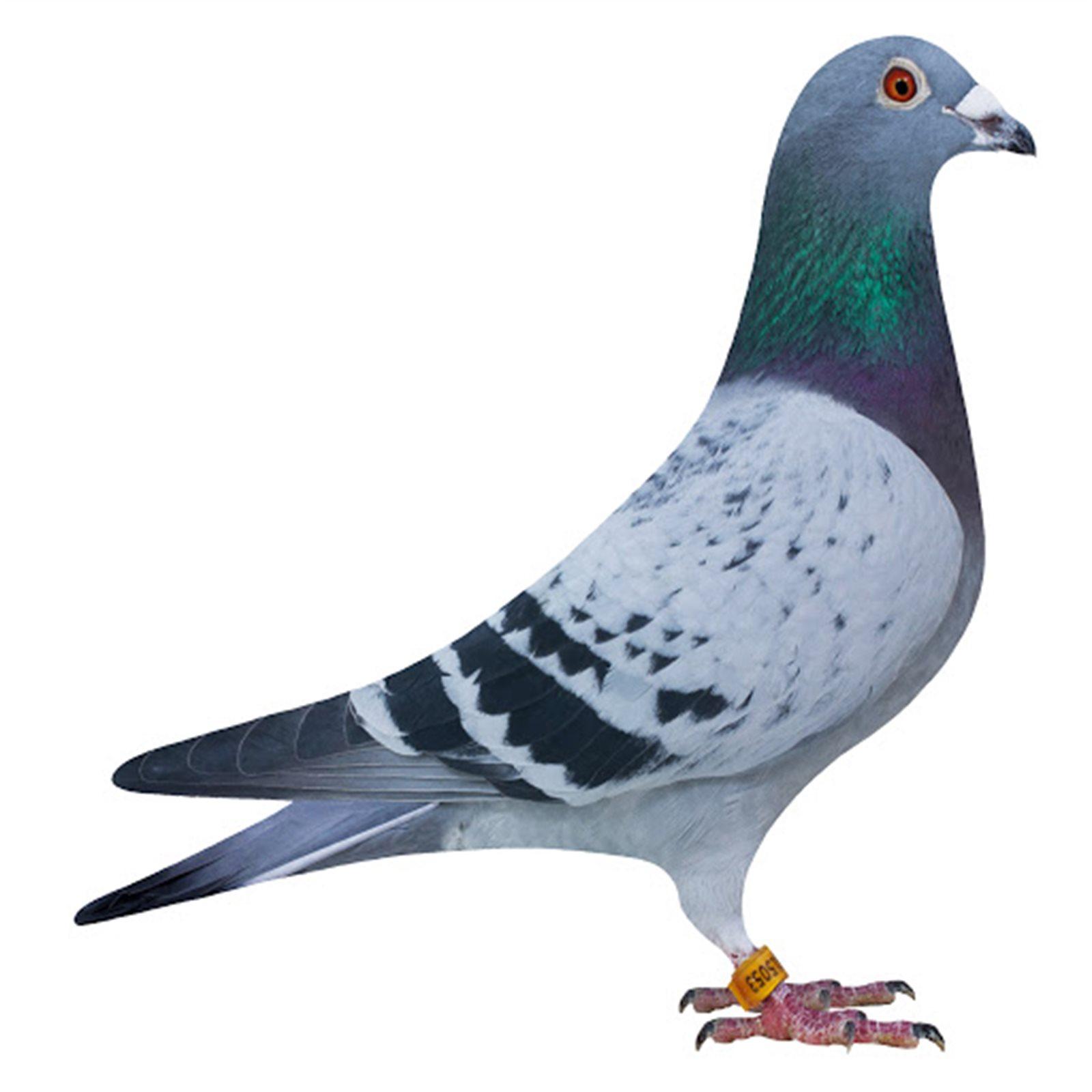 127428-5-duif-detaillarge