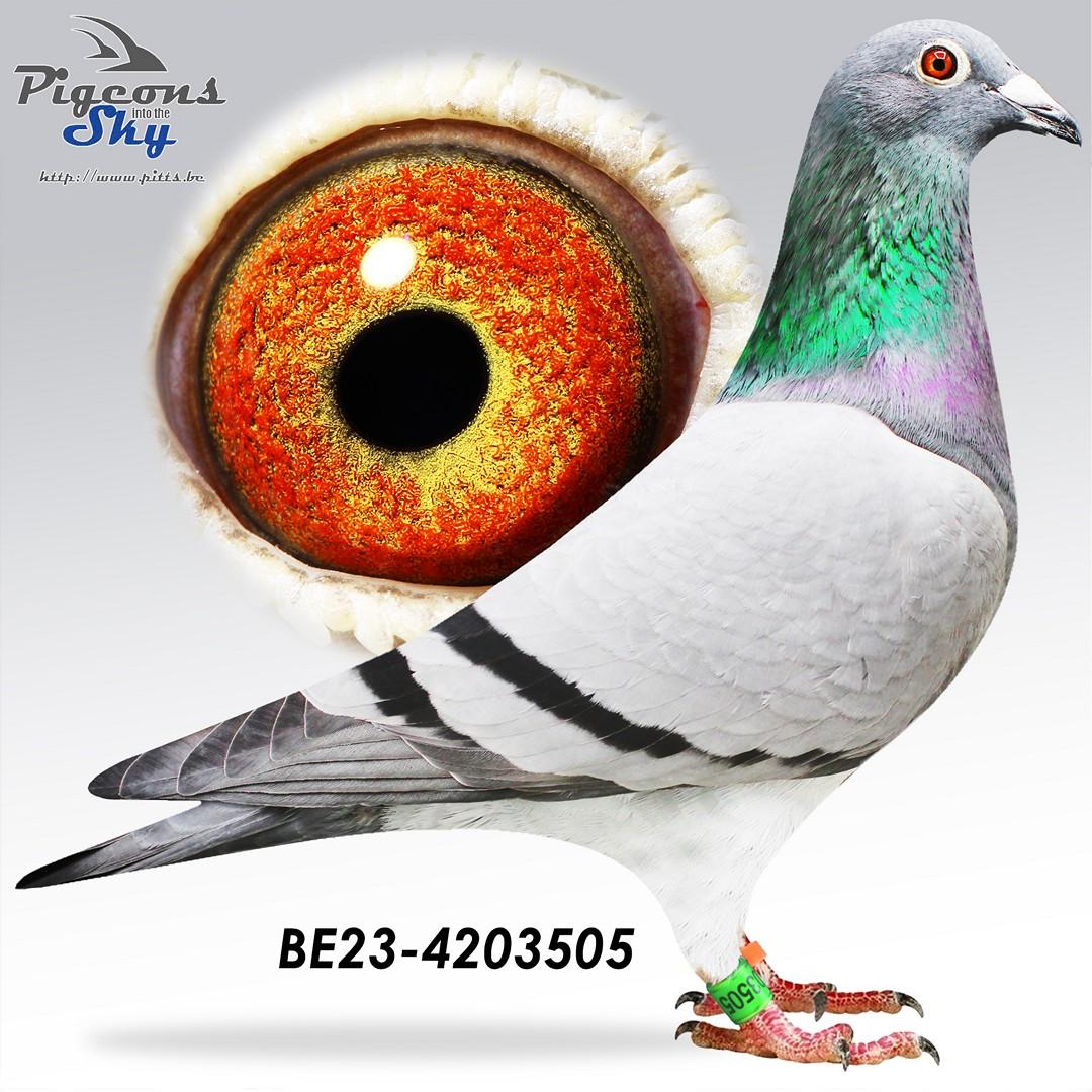 BE23-4203505