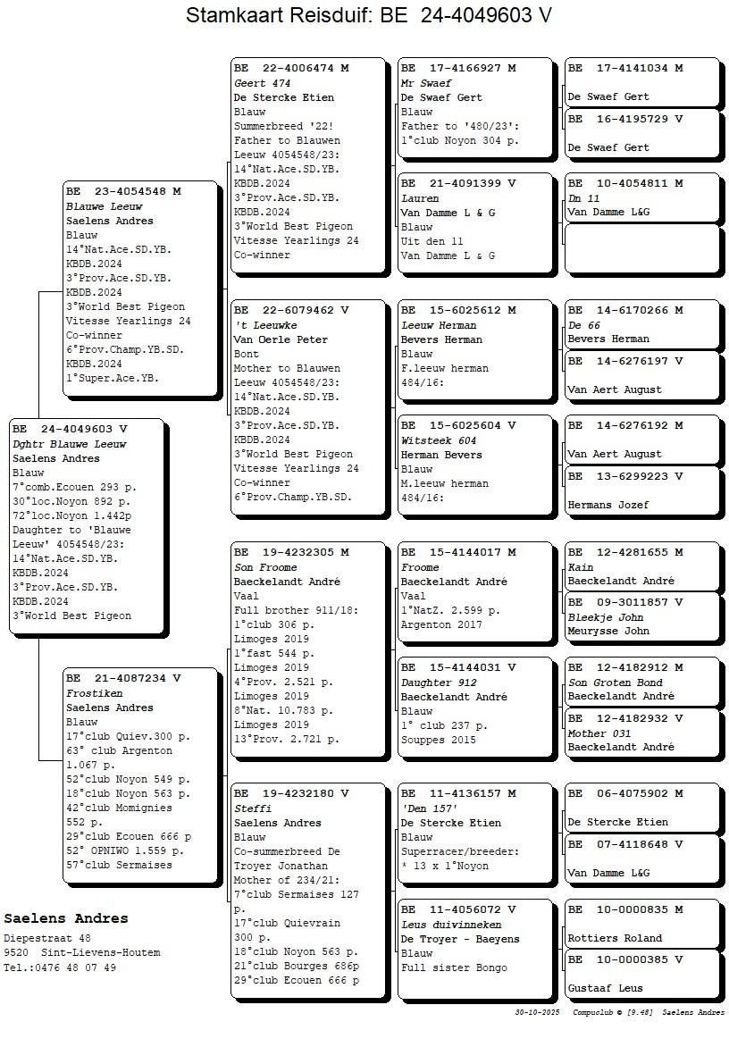 Koop 10 (4049603_24) duivin