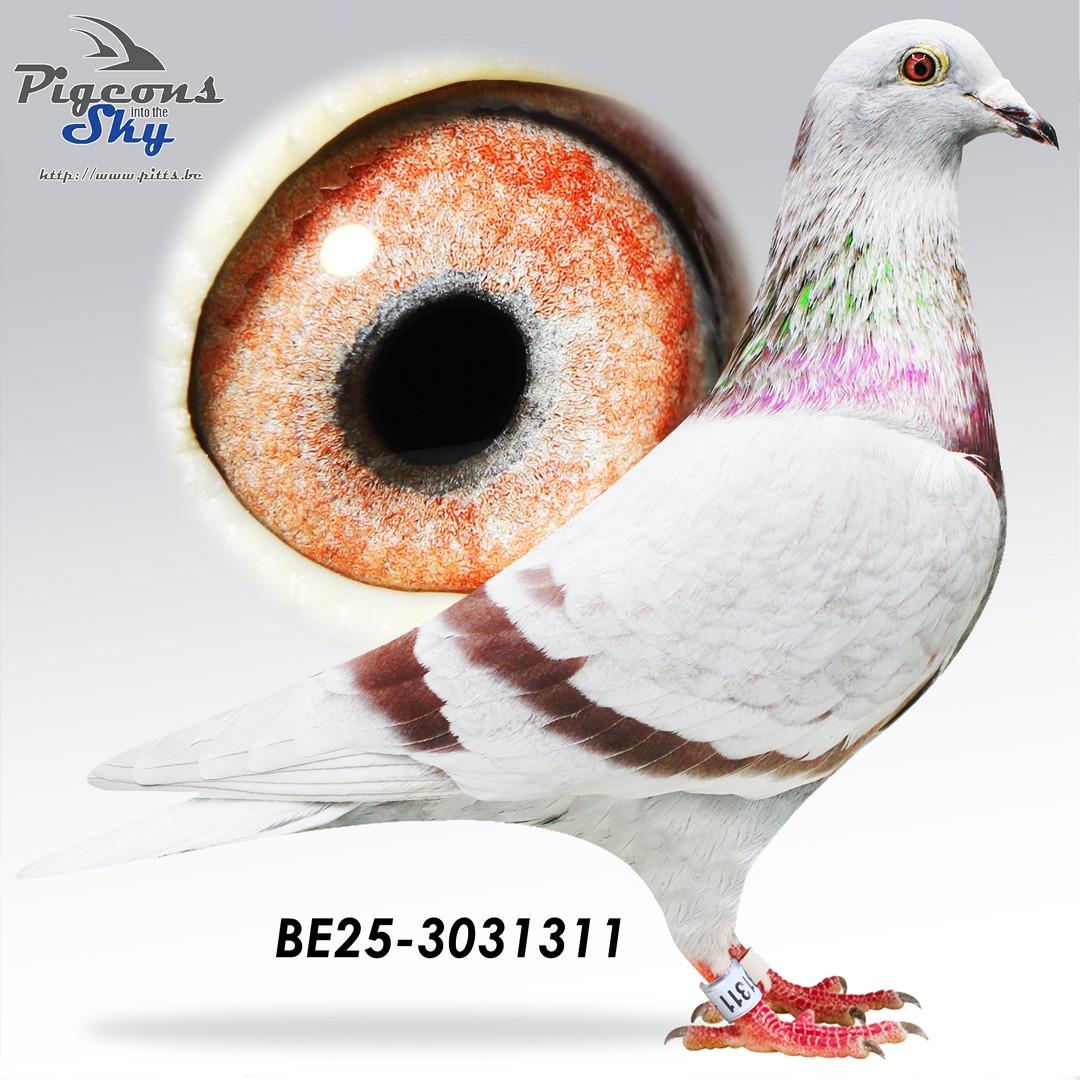 BE25-3031311