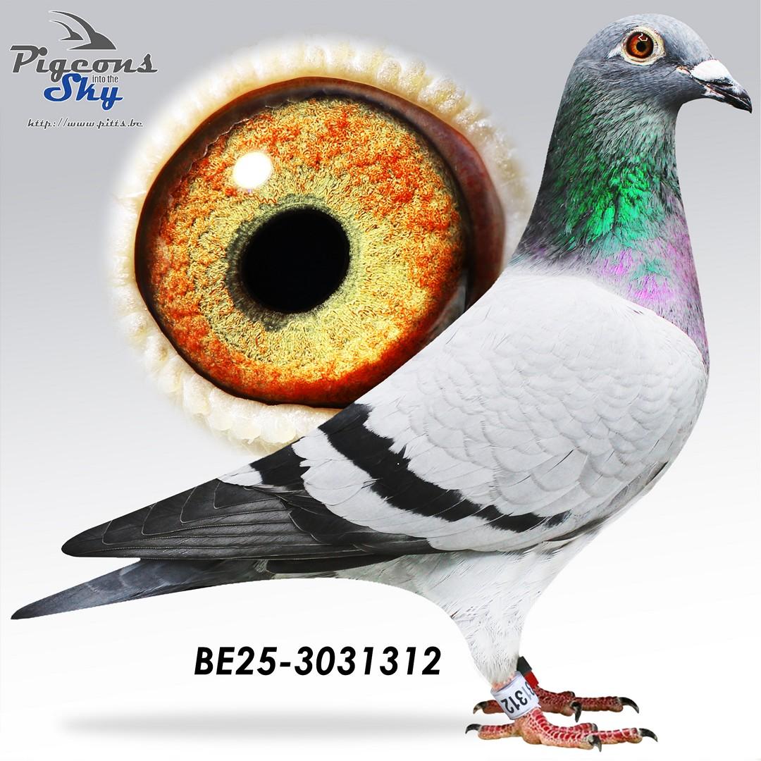 BE25-3031312