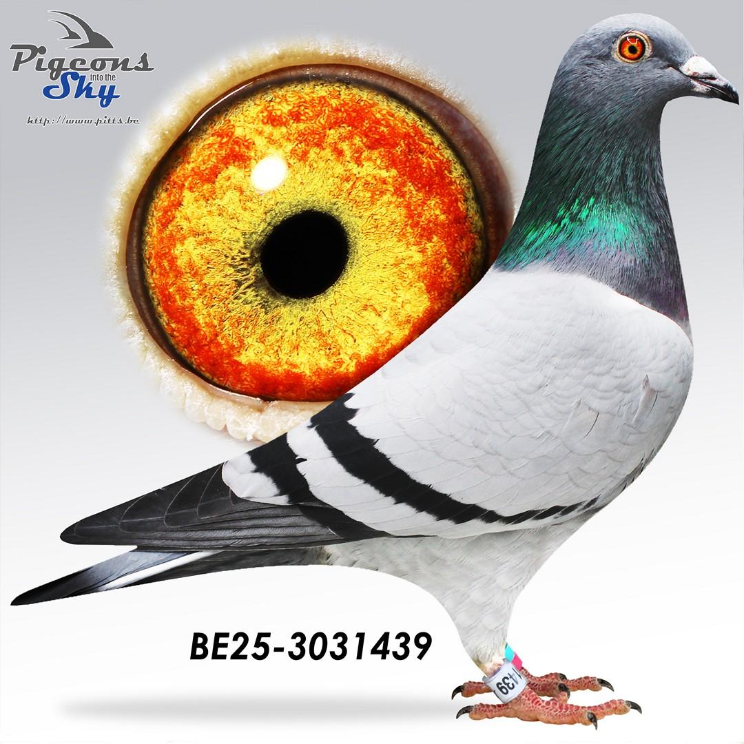 BE25-3031439
