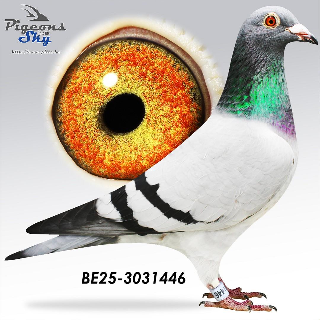 BE25-3031446