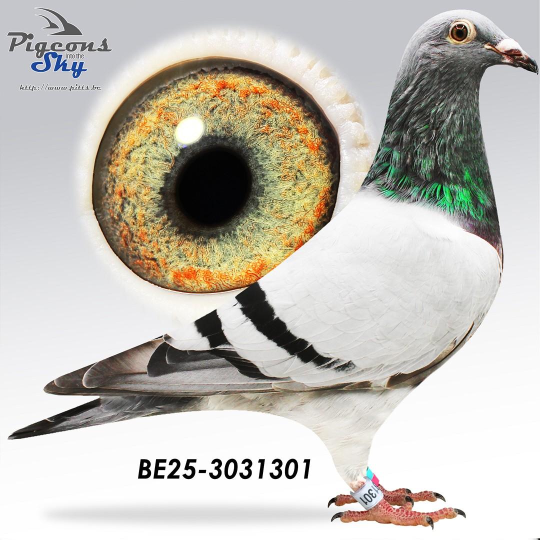BE25-3031301
