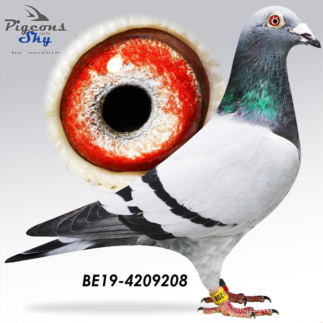 BE19-4209208