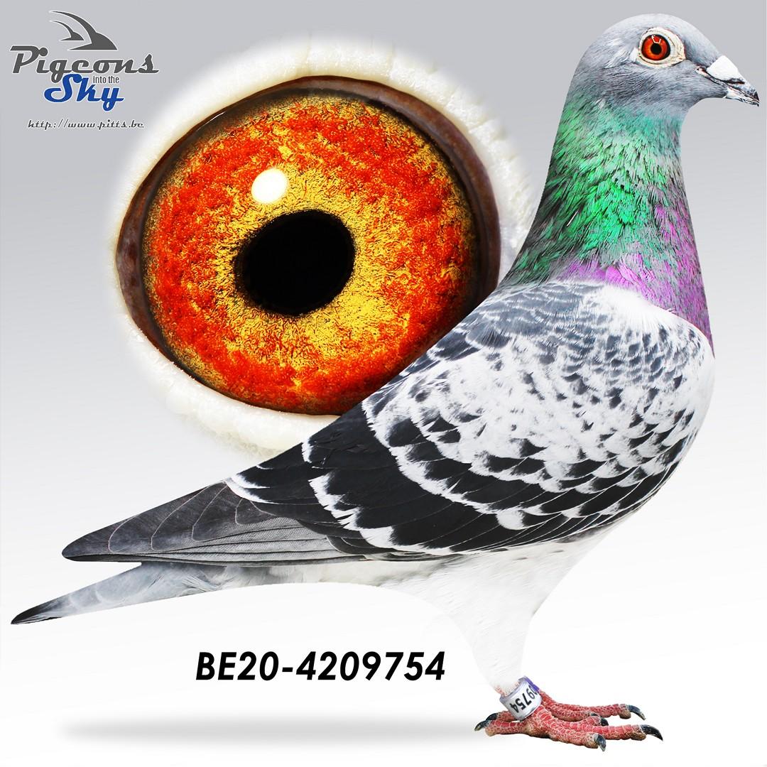 BE20-4209754