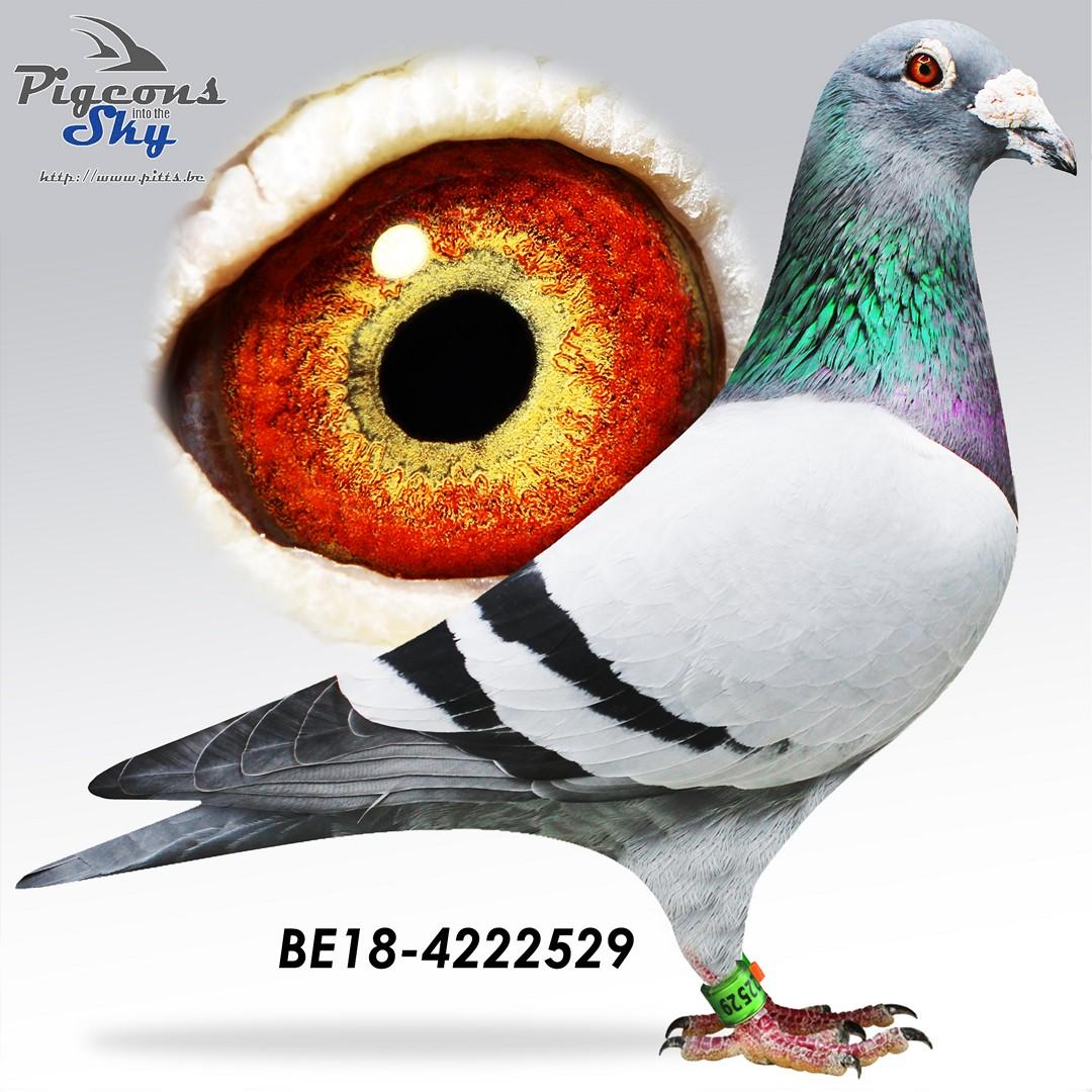 BE18-4222529