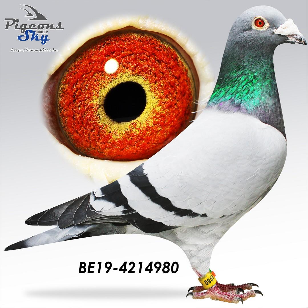 BE19-4214980