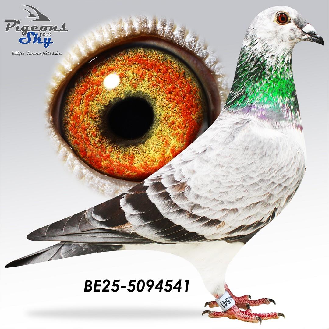 BE25-5094541