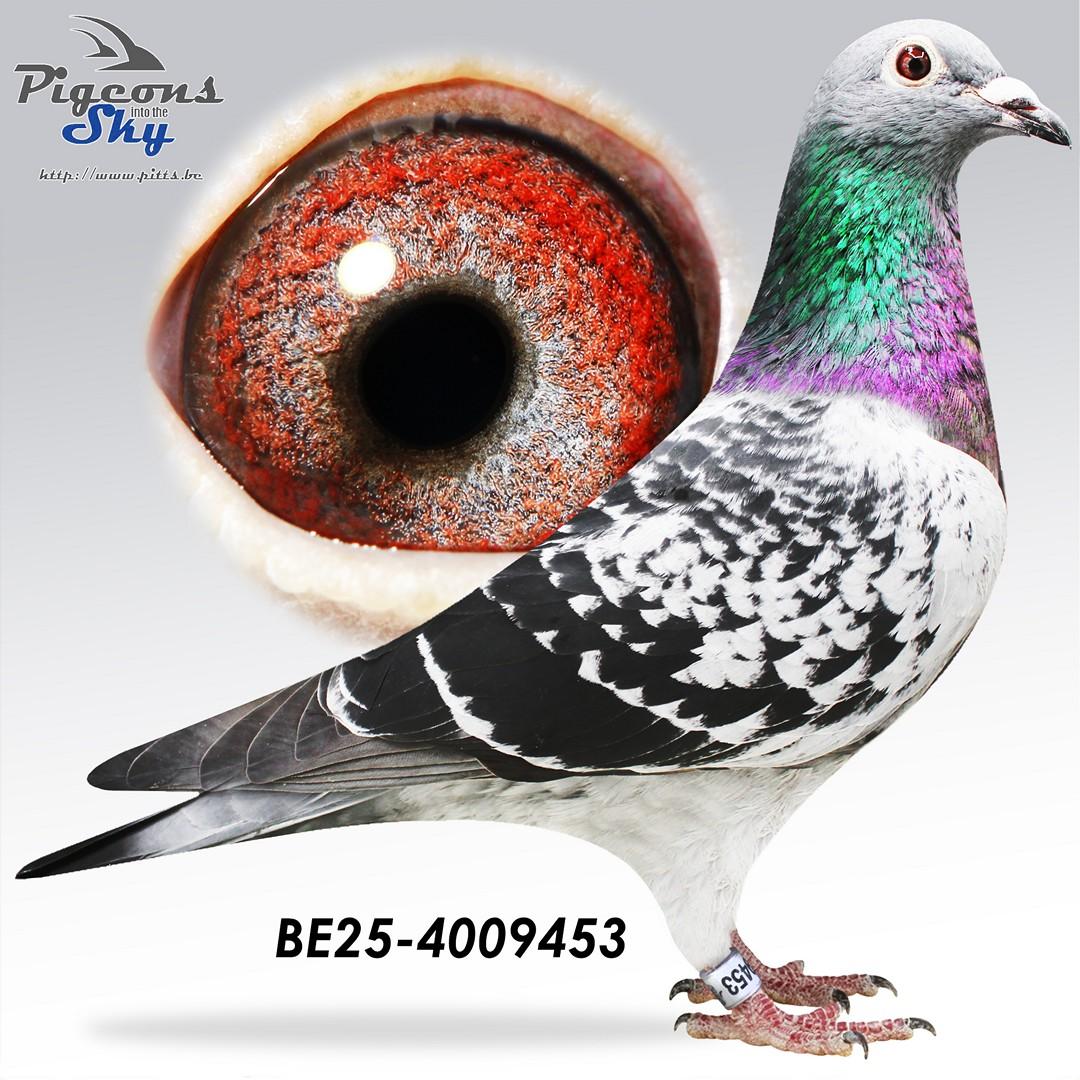 BE25-4009453