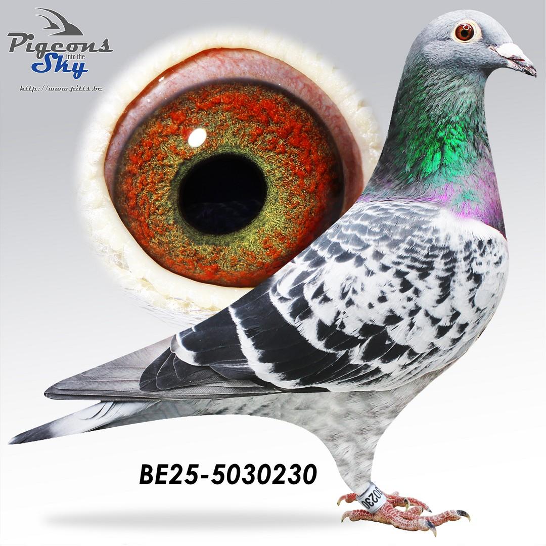 BE25-5030230