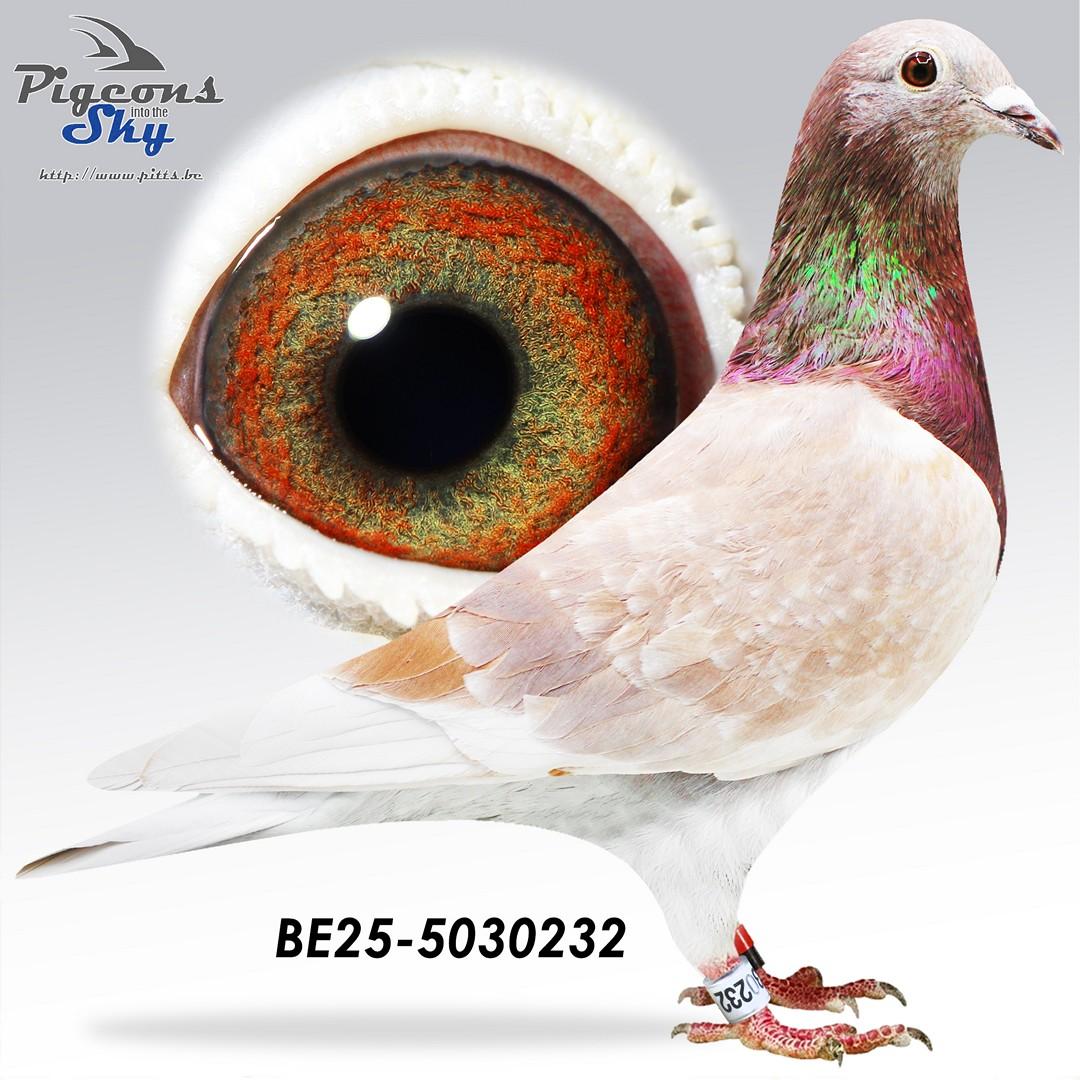 BE25-5030232