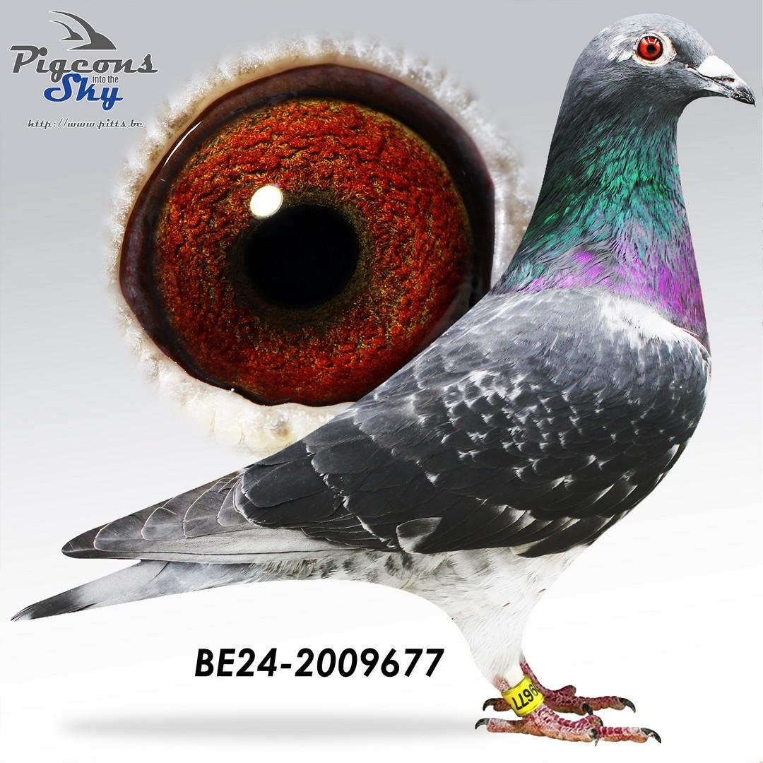 BE24-2009677