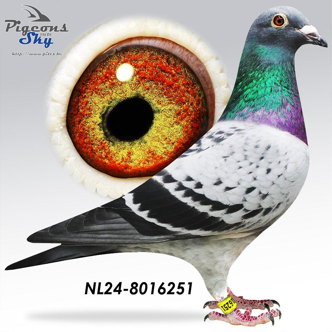 NL24-8016251