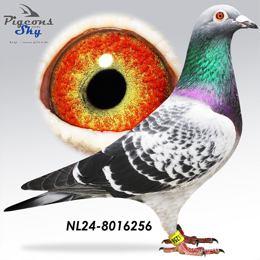 NL24-8016256