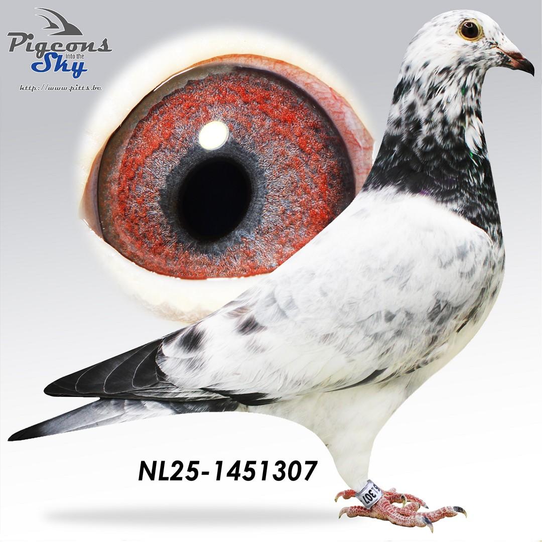NL25-1451307