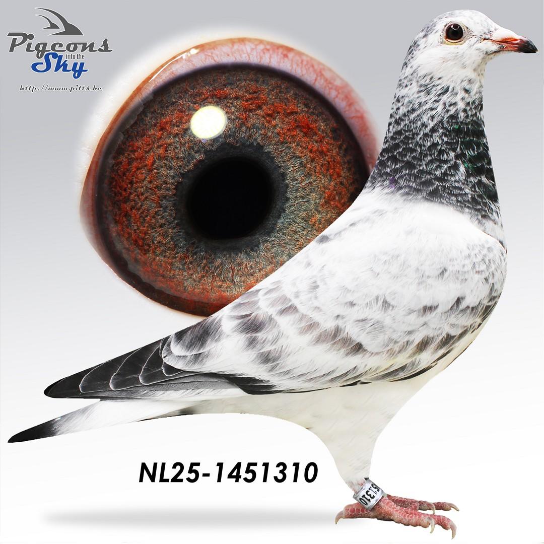 NL25-1451310