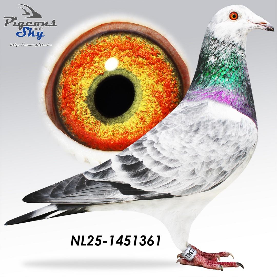 NL25-1451361