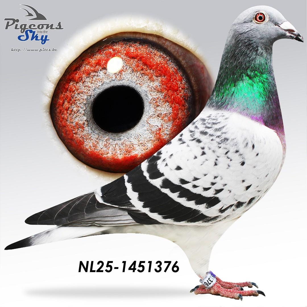 NL25-1451376