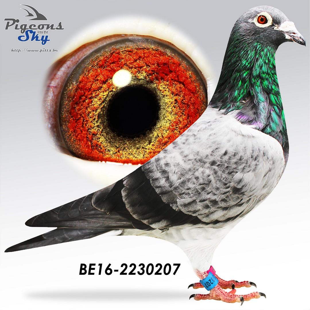 BE16-2230207