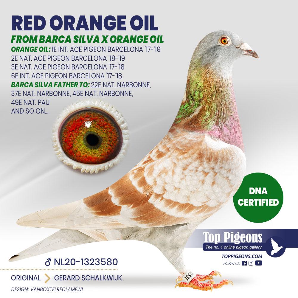 NL20-1323580_Duiflayout_GerardSchalkwijk