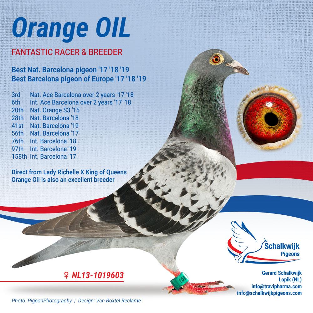 NL13-1019603_Orange Oil_Schalkwijkpigeons