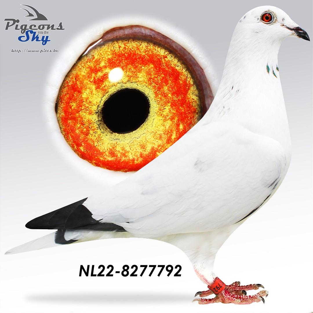 NL22-8277792