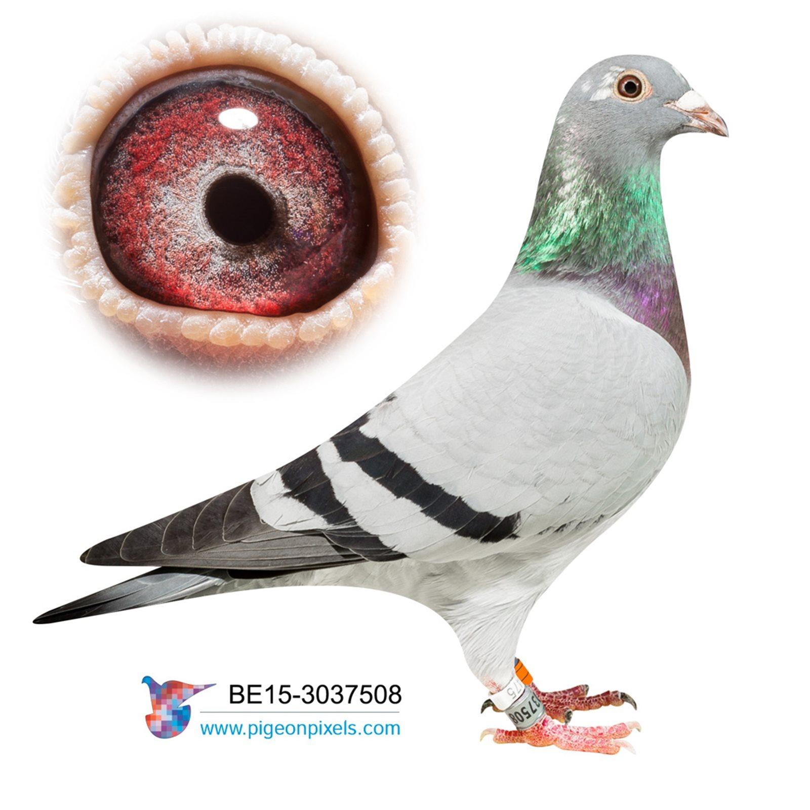 Devriend Jozef- be15-3037508