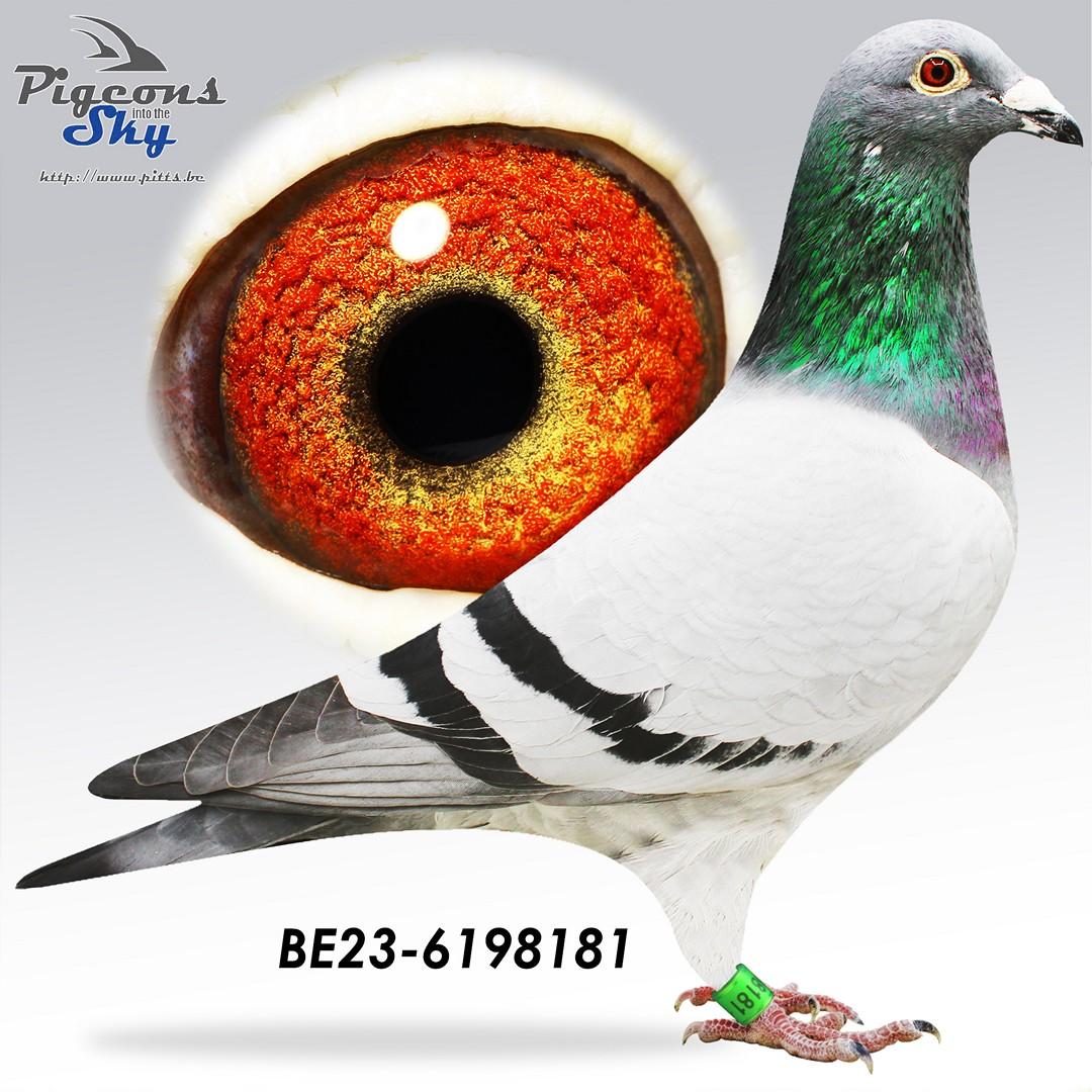 BE23-6198181