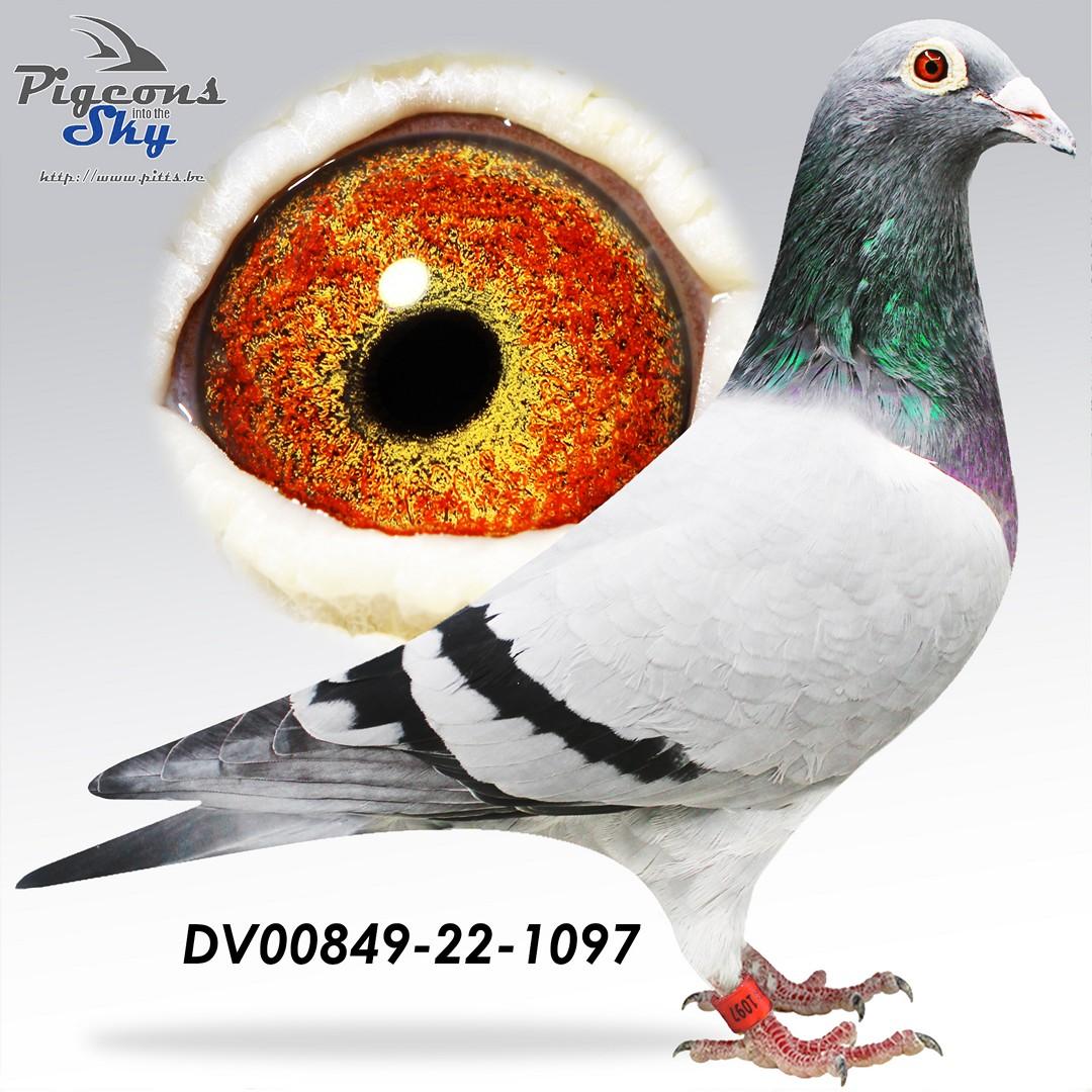 DV00849-22-1097