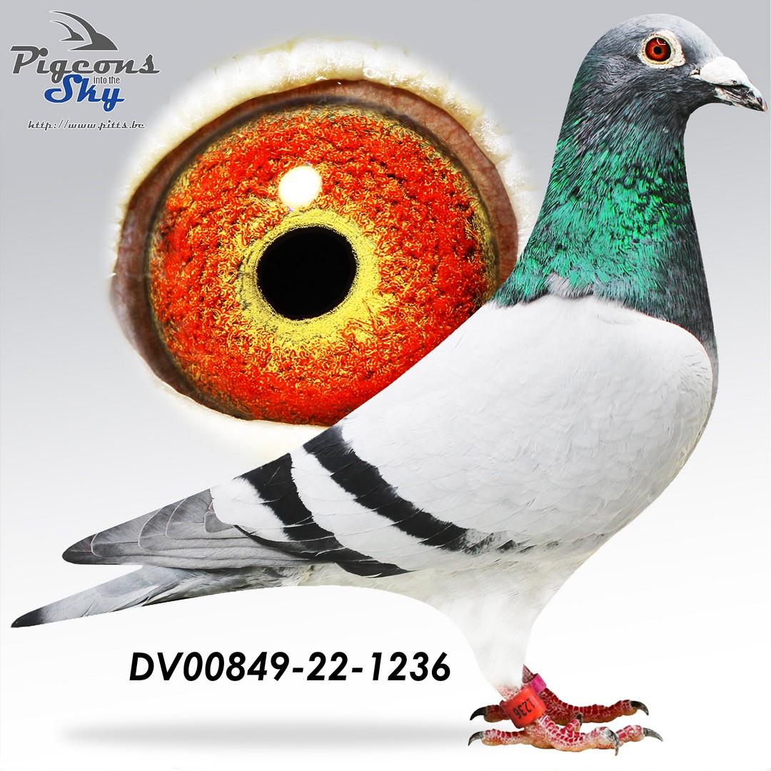 DV00849-22-1236