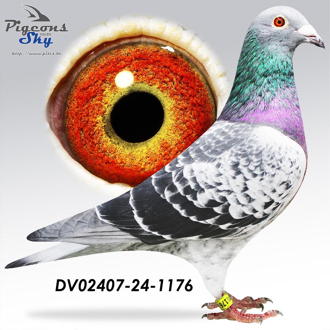 DV02407-24-1176