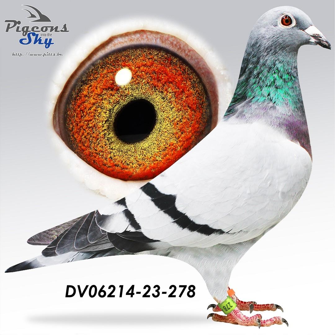 DV06214-23-278