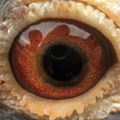 gj_pronckaert_1e_nat__narbonne_yearlings_oog