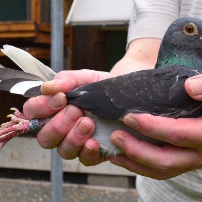 gj_pronckaert_1e_nat__narbonne_yearlings_closeup