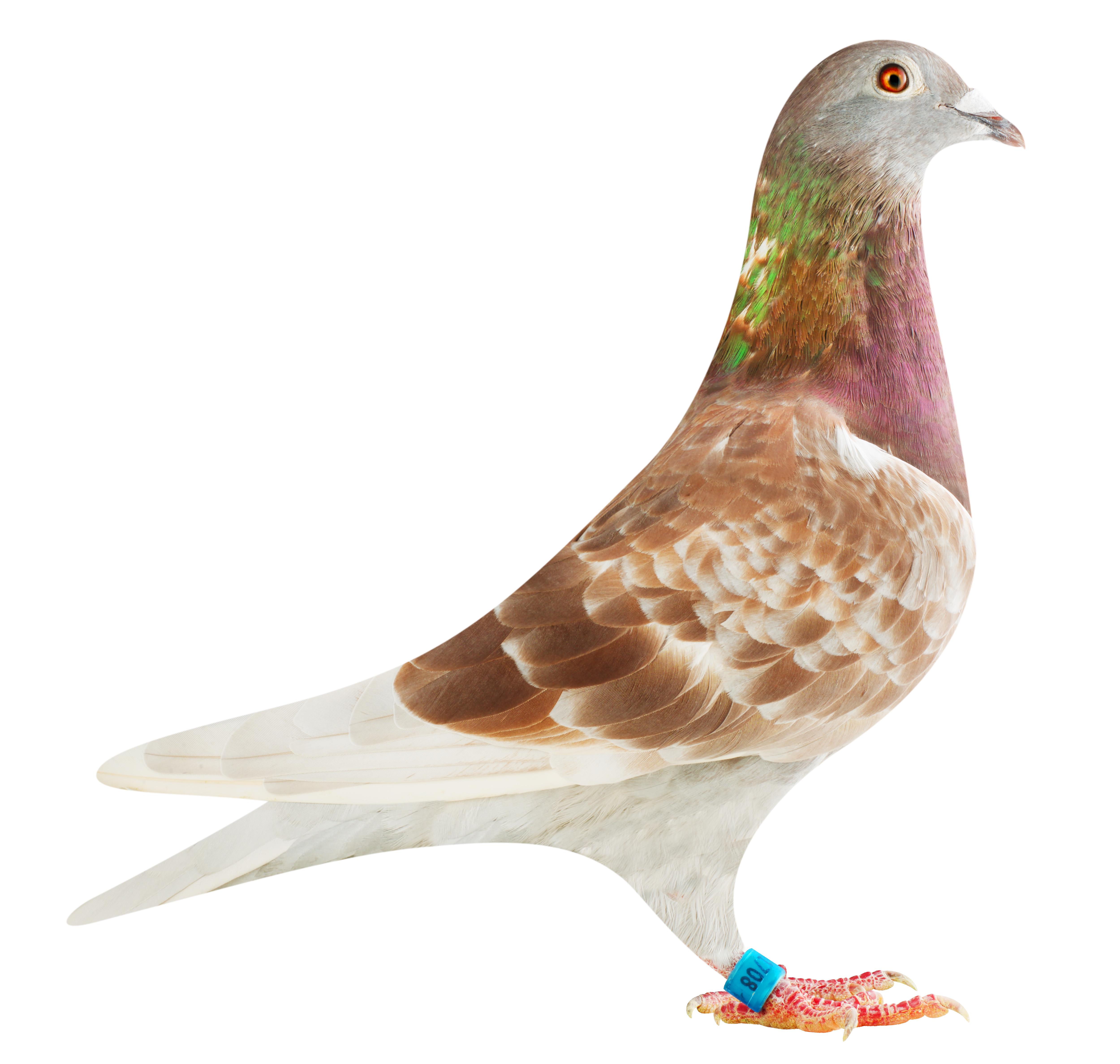 BE16-2291708_pigeon