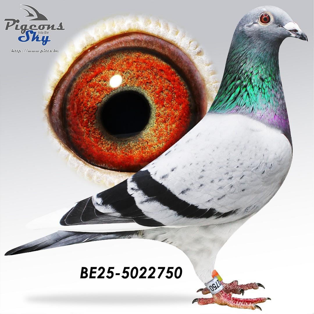 BE25-5022750
